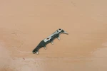 Husqvarna 350 Chainsaw Oem Bucking Spike / Felling Dog Used. Price: $5.00.