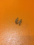 Stihl Starter Shoe Spring 1106-195-2900 041 Av Fb 042 045 050 051 075 090 -B23 Open. Price: $7.95.